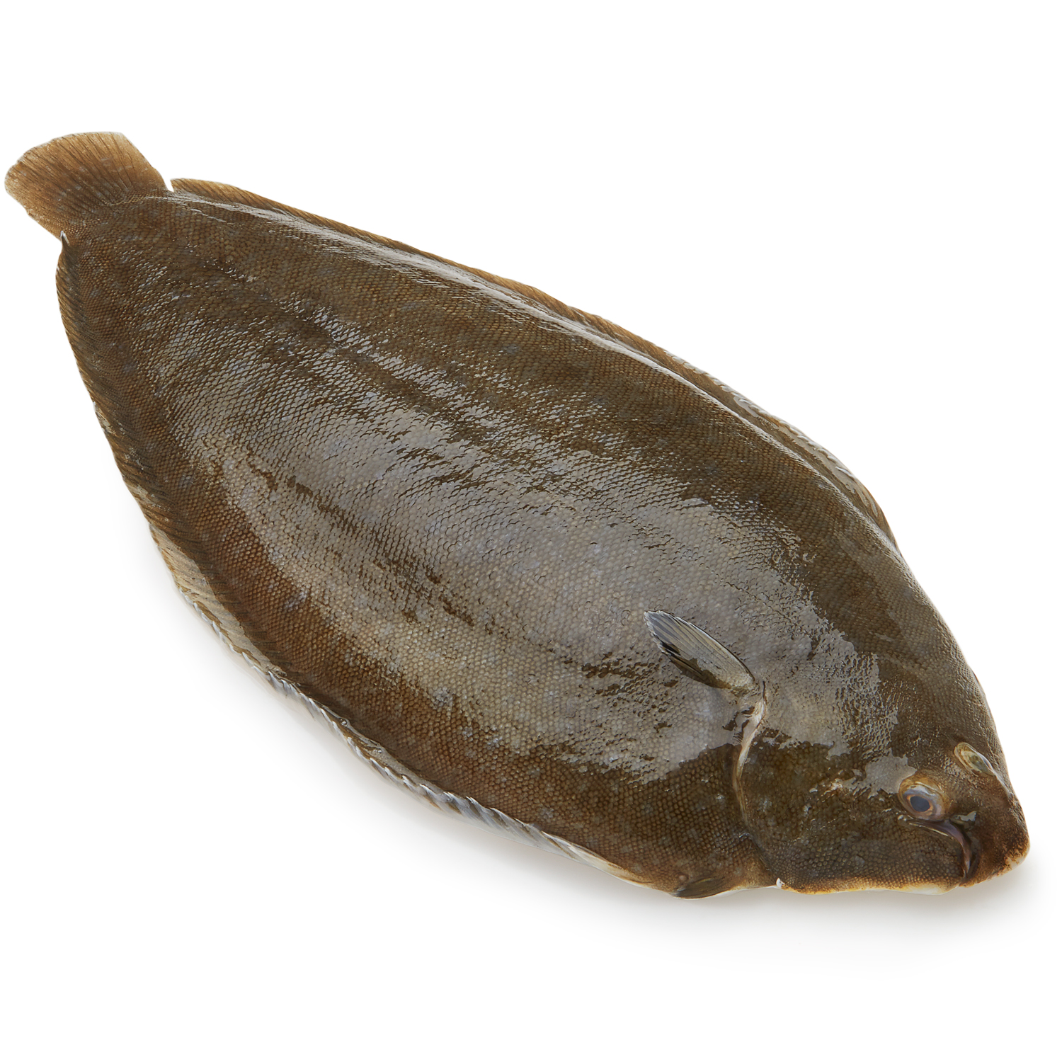 dover sole